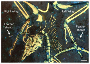 Remanents of feather sheaths on the wings of the fossil bird Archaeopteryx, shows the earliest evidence of a complex moulting strategy. The white arrows indicate the feather sheaths. Scale bar is 1 cm. Image credit: Kaye et al. 2020.